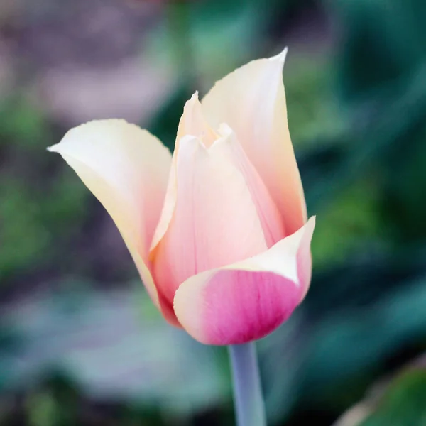 Gelbe und rosa Tulpe. Foto — Stockfoto