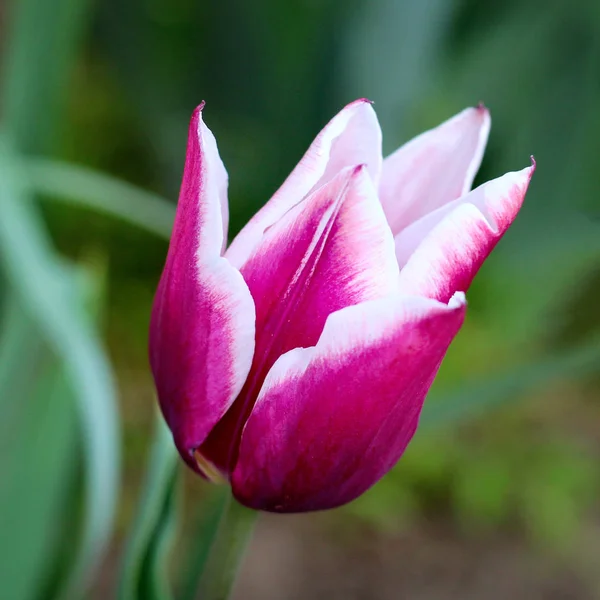Flieder und weiße Tulpe. Foto — Stockfoto