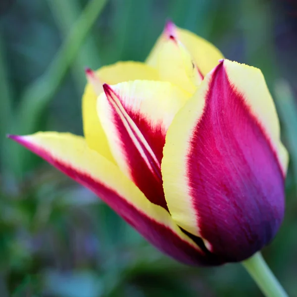 Tulipán lila y amarillo. foto — Foto de Stock