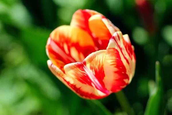 Rote und gelbe Tulpe. Foto — Stockfoto