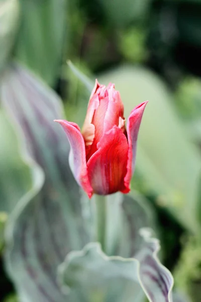 Rote Tulpe. Foto — Stockfoto