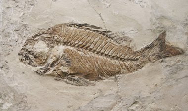 Paleontoloji Müzesindeki Tarih Öncesi Balığın Fosil Baskısı
