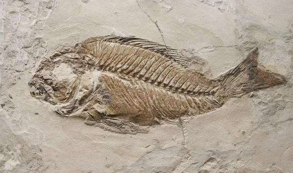 Impressão Fóssil Peixes Pré Históricos Museu Paleontológico Imagens Royalty-Free