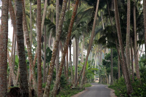 Paseo Asfaltado Por Selva Salvaje Palmeras Isla Tropical — Foto de Stock