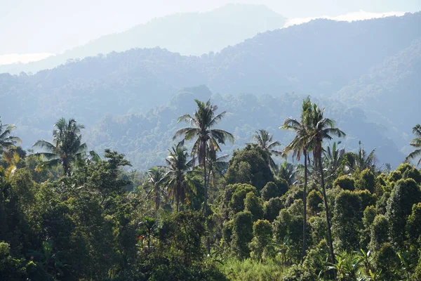 Vista Floresta Tropical Selvagem Vale Montanha Ilha Bali Fotografia De Stock