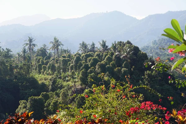 Vista Floresta Tropical Selvagem Vale Montanha Ilha Bali Imagens Royalty-Free
