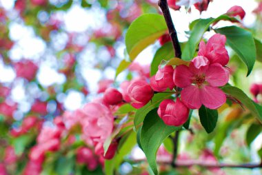 Çiçek açan kiraz ağacı