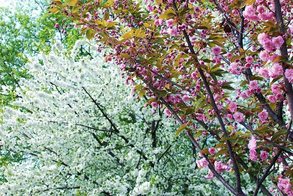 Bloeiende bomen in de tuin — Stockfoto