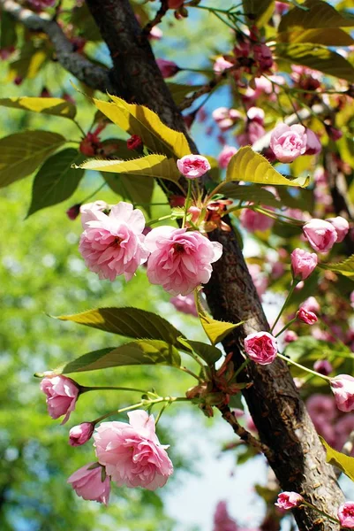 Японська вишня цвіте весною. — стокове фото