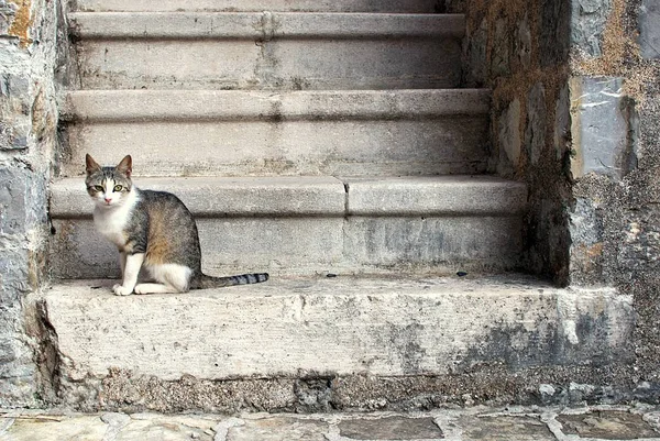 O gato nas escadas na rua — Fotografia de Stock