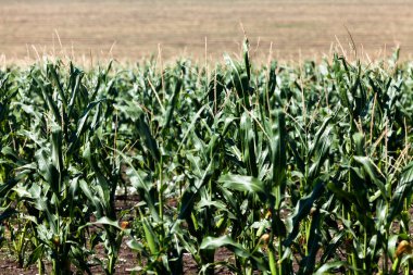 alan, Mısır büyüyen 