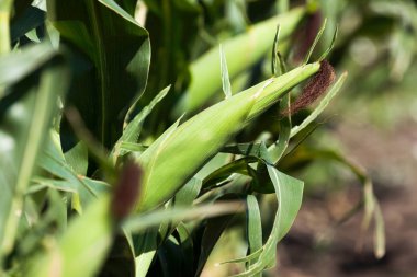 alan, Mısır büyüyen 