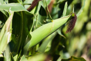 alan, Mısır büyüyen 