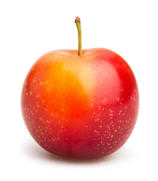Prune fraîche rouge — Photo