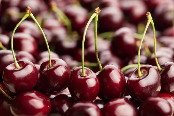 Frische reife Kirschen — Stockfoto