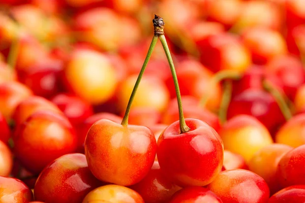 Cerezas frescas maduras — Foto de Stock