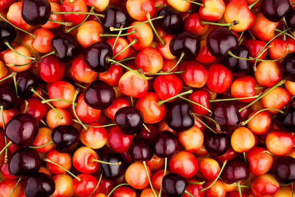 fresh ripe cherries