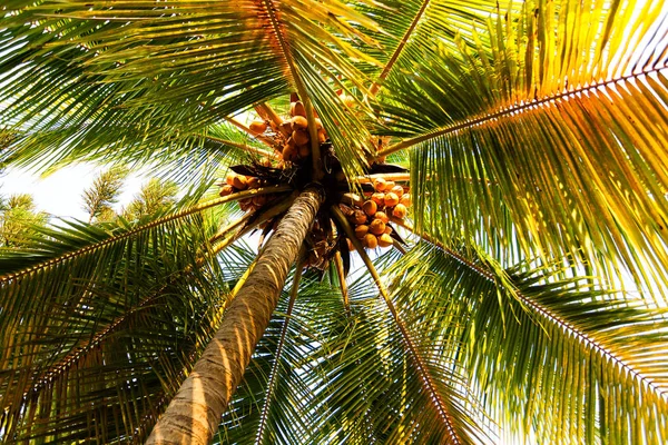 view of coconut palm tree at sunny day
