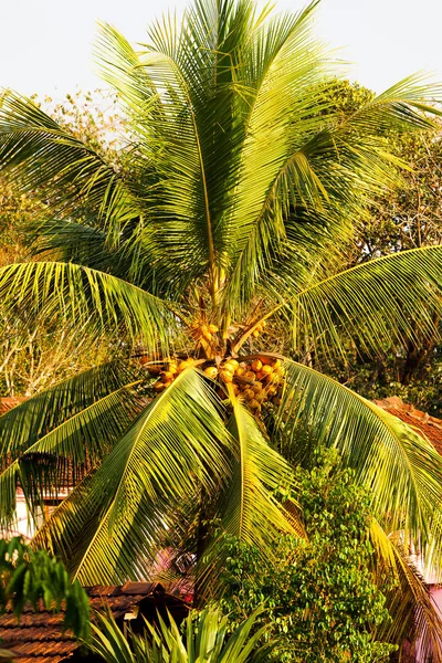 Vista Palmera Coco Día Soleado — Foto de Stock