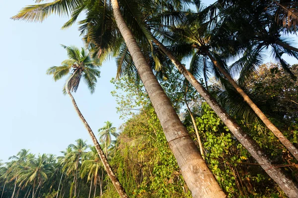 Kokospalmer Djungeln Blå Himmel Bakgrund — Stockfoto