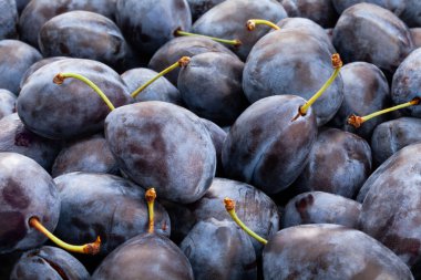 mavi erik makro yakın çekim odağı