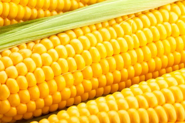 Corn Macro Closeup Focus Detail — Stock Photo, Image