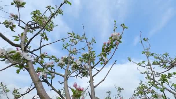 Arkaplanda Hareket Eden Bulutlarda Elma Ağacı Filizlenir — Stok video