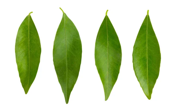 Tangerino Foglie Percorso Isolato Bianco — Foto Stock