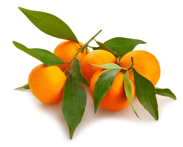 Mandarine Pfad Isolierte Blätter Auf Weiß — Stockfoto