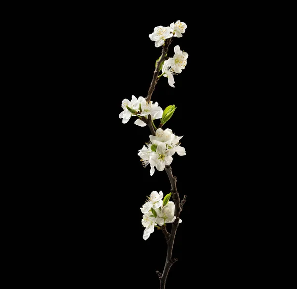 Blooming cherry branch on black background. Macro. Nature. High resolution product