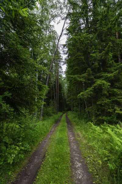 Route forestière en été. Lettonie . — Photo