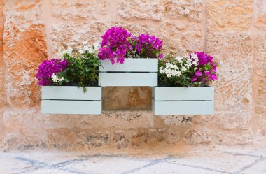 Saksı. Polignano bir kısrak. Puglia. İtalya. 