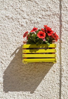 Saksı. Polignano bir kısrak. Puglia. İtalya. 