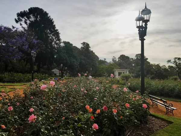 Rose Park Buenos Aires Arjantin binden güllü — Stok fotoğraf