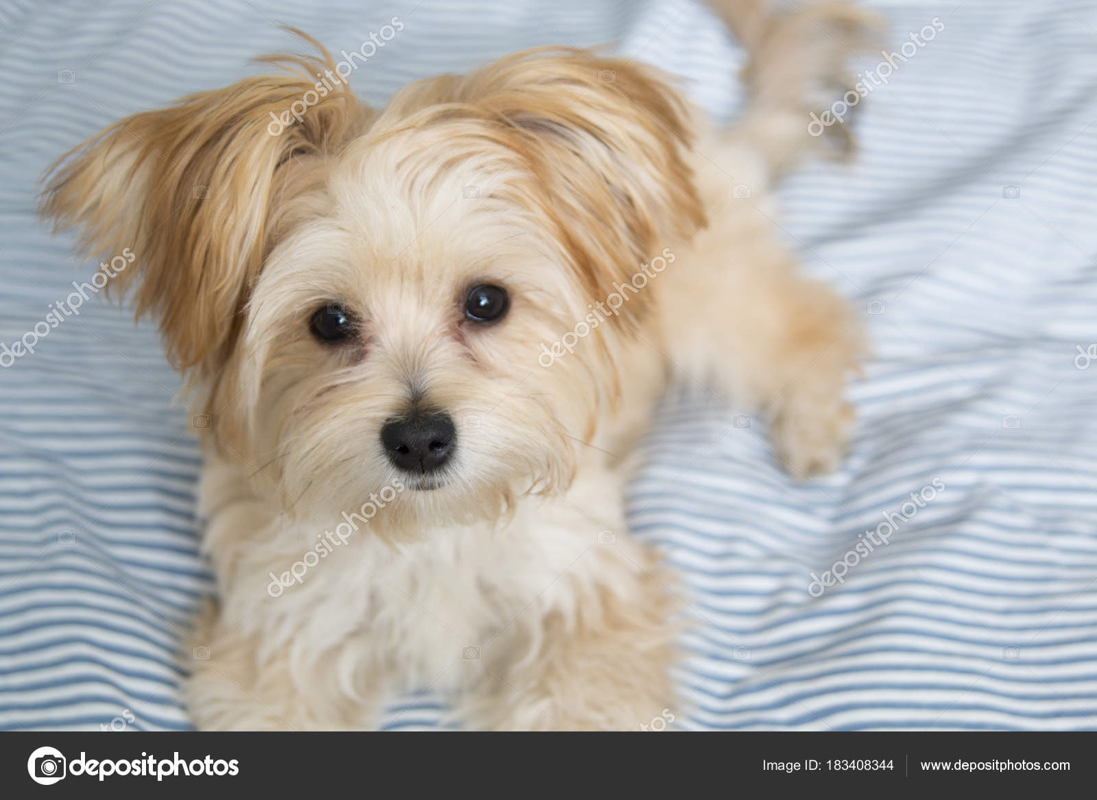 Морк порода. Морки йорктиз. Щенок морки йорктиз. Йорктизы морки. Морки йорктиз.