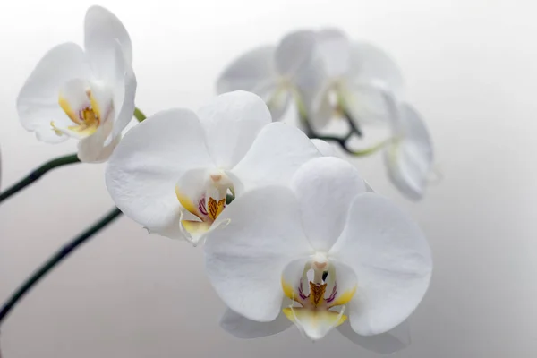 Цветущая белая орхидея — стоковое фото