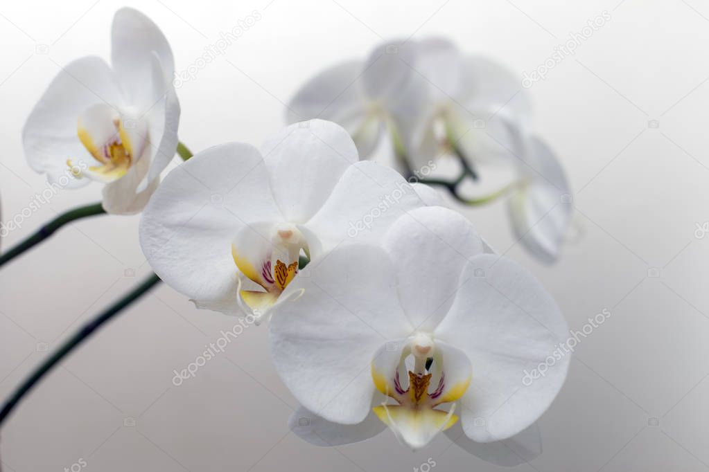 Blooming white orchid