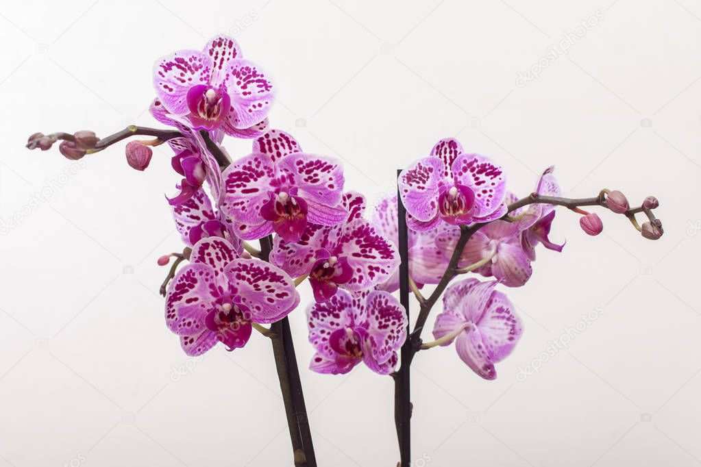 blooming pink orchid on a light background