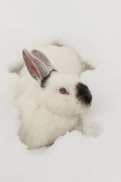 Lapin blanc avec nez noir — Photo