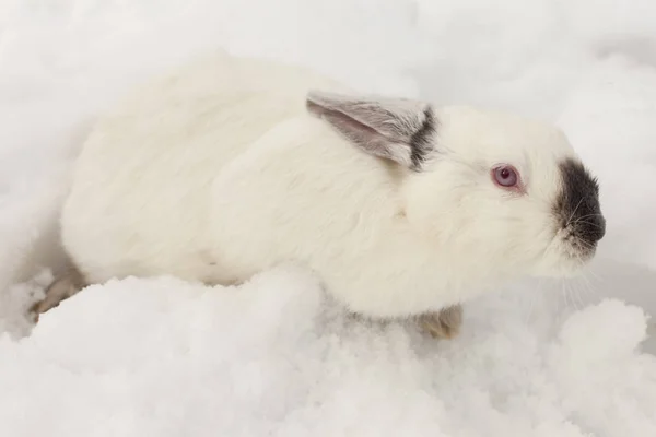 Rabbit lying on the snow — Stock Photo, Image