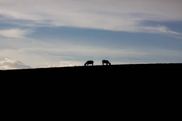 Silhueta de burros durante o pôr do sol no Peru — Fotografia de Stock