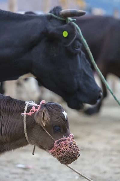 Baby Cow på djur marknaden i Otavalo — Stockfoto
