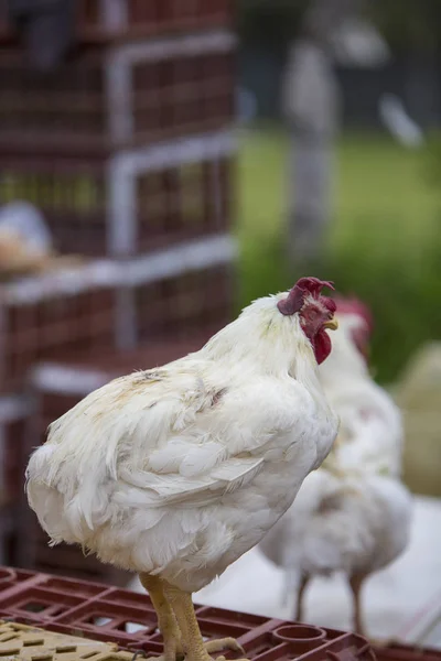 Coqs et poulet au marché aux animaux d'Otavalo — Photo