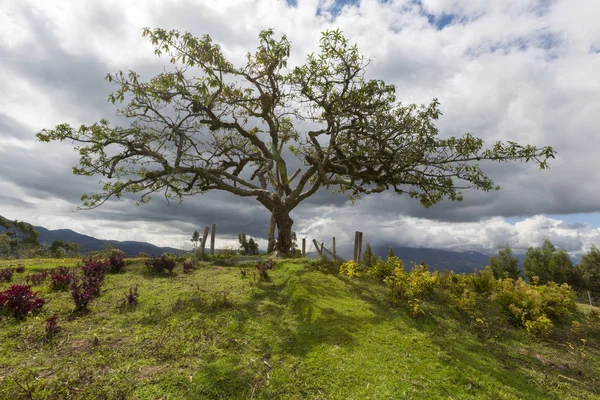 El Lechero, de heilige boom van Otavalo — Stockfoto