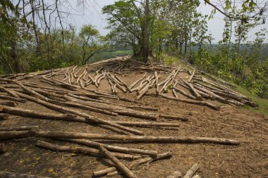 Kosta Rika 'da satışta olan bir arazide ağaç gövdesi var.
