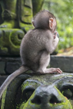 Kutsal Maymun Ormanı, Ubud, Endonezya 'da uzun kuyruklu bebek makağı (Macaca fascicularis)