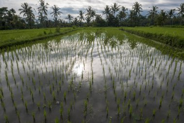 Öğleden sonra yeşil teras pirinç tarlaları Gün batımı, Ubud, Bali, Endonezya
