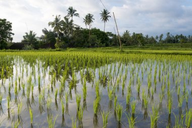 Öğleden sonra yeşil teras pirinç tarlaları Gün batımı, Ubud, Bali, Endonezya