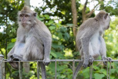 Kutsal Maymun Ormanı, Ubud, Endonezya 'da Uzun Kuyruklu Makaklar (Macaca fascicularis)