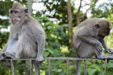 Kutsal Maymun Ormanı, Ubud, Endonezya 'da Uzun Kuyruklu Makaklar (Macaca fascicularis)